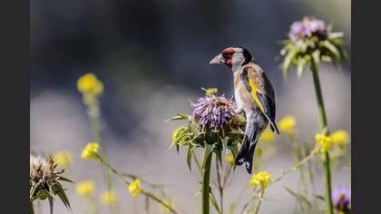 Saka » European Goldfinch » Carduelis carduelis