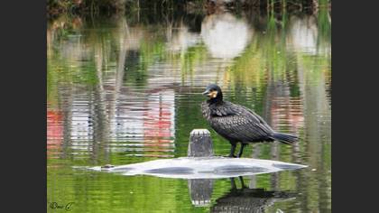 Karabatak » Great Cormorant » Phalacrocorax carbo
