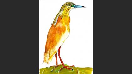 Alaca balıkçıl » Squacco Heron » Ardeola ralloides