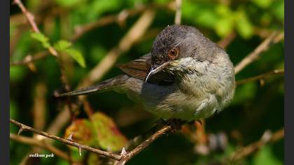 Karaboğazlı ötleğen » Rüppell`s Warbler » Sylvia ruppeli