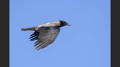 Leş kargası » Hooded Crow » Corvus cornix
