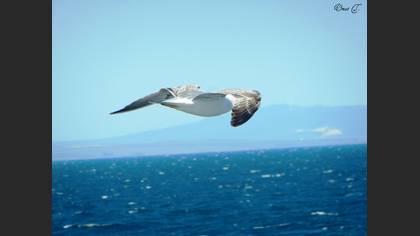 Gümüş martı » Yellow-legged Gull » Larus michahellis