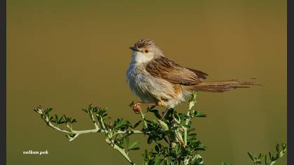 Dikkuyruklu ötleğen » Delicate prinia » Prinia lepida