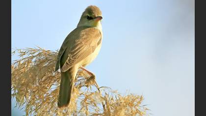 Büyük kamışçın » Great Reed Warbler » Acrocephalus arundinaceus