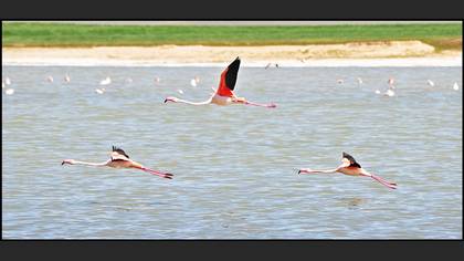 Flamingo