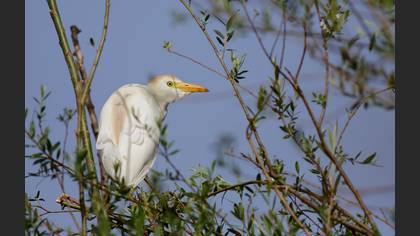 Sığır balıkçılı » Western Cattle Egret » Ardea ibis