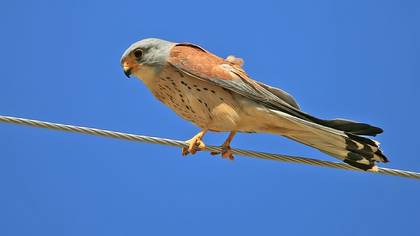 Küçük kerkenez » Lesser Kestrel » Falco naumanni