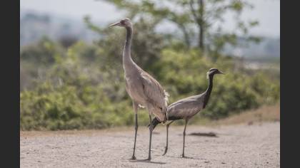 Telli turna » Demoiselle Crane » Grus virgo