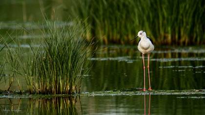 Uzunbacak » Black-winged Stilt » Himantopus himantopus