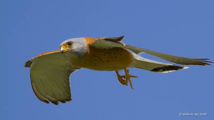 Küçük kerkenez » Lesser Kestrel » Falco naumanni