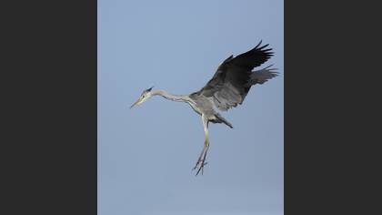 Gri balıkçıl » Grey Heron » Ardea cinerea