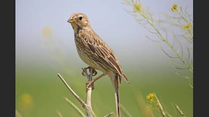 Tarla kirazkuşu » Corn Bunting » Emberiza calandra