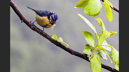 Mavi baştankara » Eurasian Blue Tit » Cyanistes caeruleus