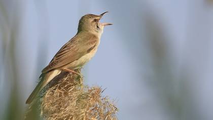 Büyük kamışçın » Great Reed Warbler » Acrocephalus arundinaceus