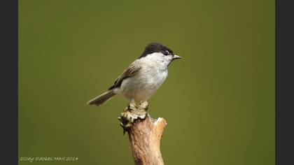 Kayın baştankarası » Marsh Tit » Poecile palustris