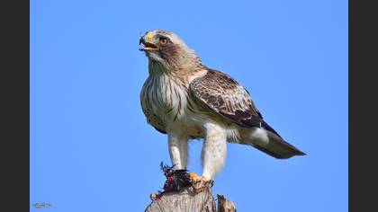 Küçük kartal