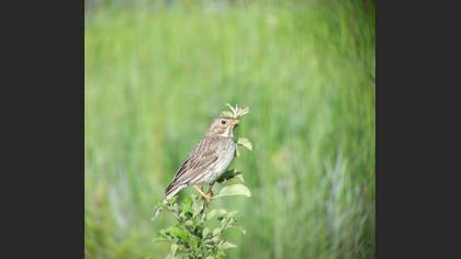 Tarla kirazkuşu » Corn Bunting » Emberiza calandra