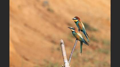 Arıkuşu » European Bee-eater » Merops apiaster
