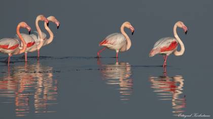 Flamingo