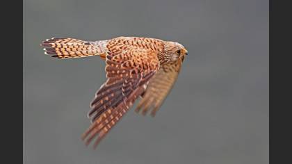 Küçük kerkenez » Lesser Kestrel » Falco naumanni