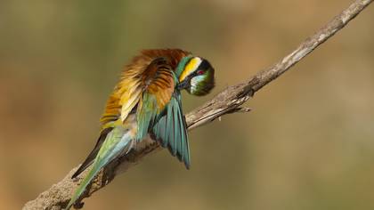 Arıkuşu » European Bee-eater » Merops apiaster