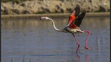Flamingo