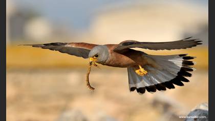 Küçük kerkenez » Lesser Kestrel » Falco naumanni