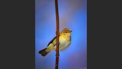 Çıvgın » Common Chiffchaff » Phylloscopus collybita
