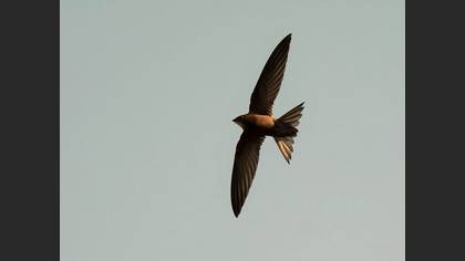 Boz ebabil