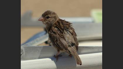 Serçe » House Sparrow » Passer domesticus
