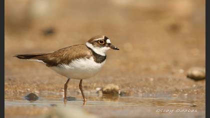 Halkalı küçük cılıbıt » Little Ringed Plover » Charadrius dubius
