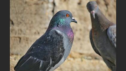 Kaya güvercini » Rock Dove » Columba livia