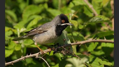 Karaboğazlı ötleğen » Rüppell`s Warbler » Sylvia ruppeli