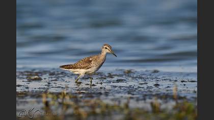Orman düdükçünü
