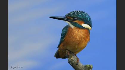 Yalıçapkını » Common Kingfisher » Alcedo atthis