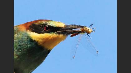 Arıkuşu » European Bee-eater » Merops apiaster