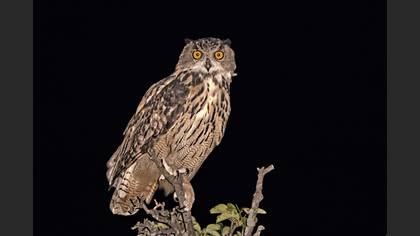 Puhu
