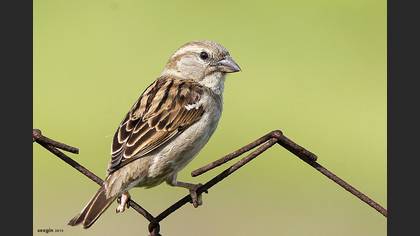 Serçe » House Sparrow » Passer domesticus