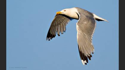 Gümüş martı » Yellow-legged Gull » Larus michahellis