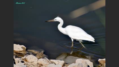 Küçük ak balıkçıl » Little Egret » Egretta garzetta