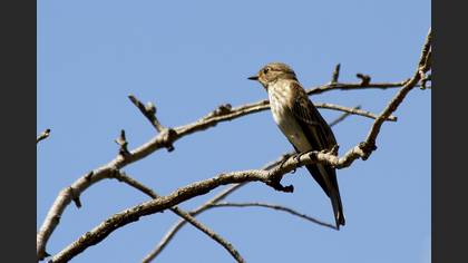 Benekli sinekkapan » Spotted Flycatcher » Muscicapa striata