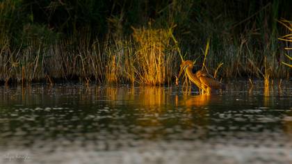 Erguvani balıkçıl » Purple Heron » Ardea purpurea