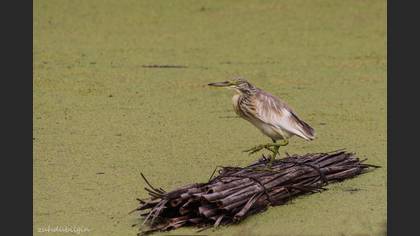 Alaca balıkçıl » Squacco Heron » Ardeola ralloides