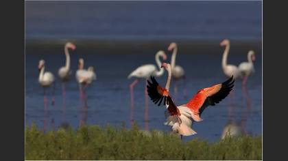 Flamingo