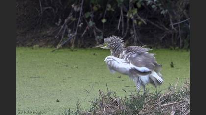 Alaca balıkçıl » Squacco Heron » Ardeola ralloides