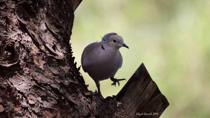 Kumru » Eurasian Collared Dove » Streptopelia decaocto
