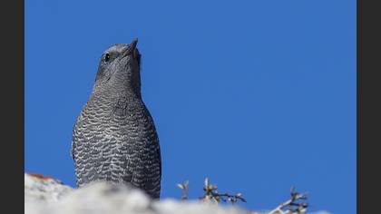 Gökardıç