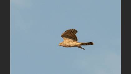 Atmaca