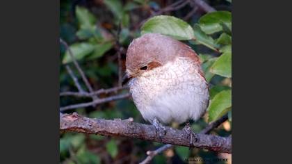 Kızılsırtlı örümcekkuşu » Red-backed Shrike » Lanius collurio