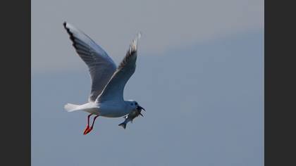 Karabaş martı » Black-headed Gull » Chroicocephalus ridibundus
